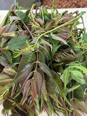 花果植物